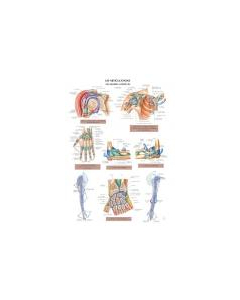 Planche d'anatomie. 5 : Les articulations : membre supérieur