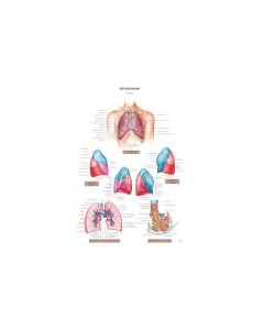 Planche d'anatomie. 12 : Les poumons