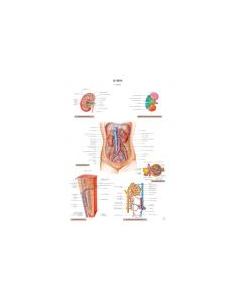 Planche d'anatomie. 16 : Le rein