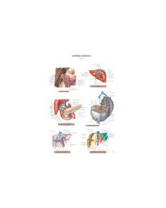 Planche d'anatomie. 15 : L'appareil digestif 2