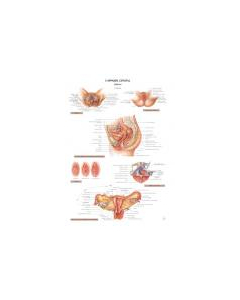 Planche d'anatomie. 18 : L'appareil génital féminin