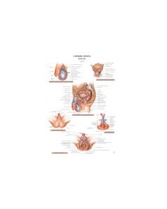Planche d'anatomie. 17 : L'appareil génital masculin